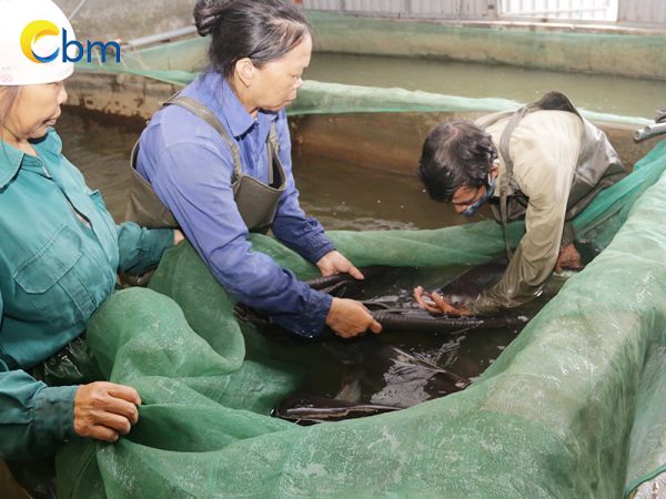 Công ty giống thuỷ sản Bảo Minh: Đơn vị uy tín, chất lượng hàng đầu Việt Nam